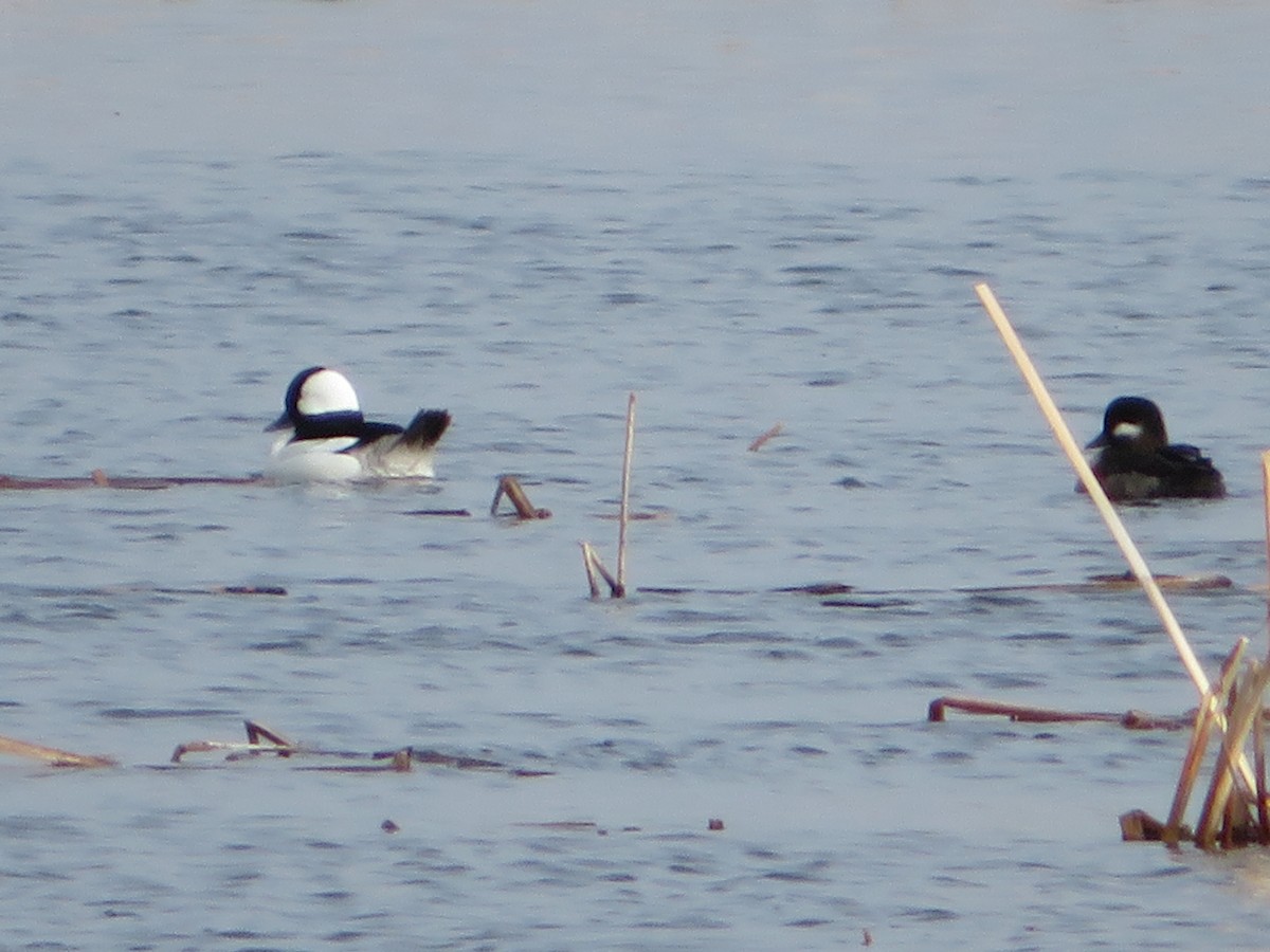Bufflehead - Colette and Kris Jungbluth
