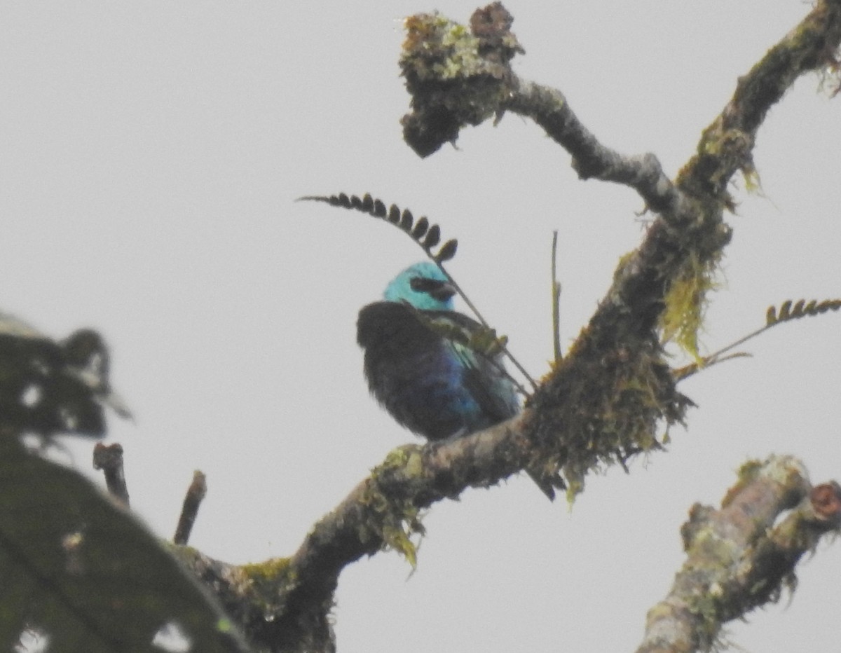 Blue-necked Tanager - ML91792831