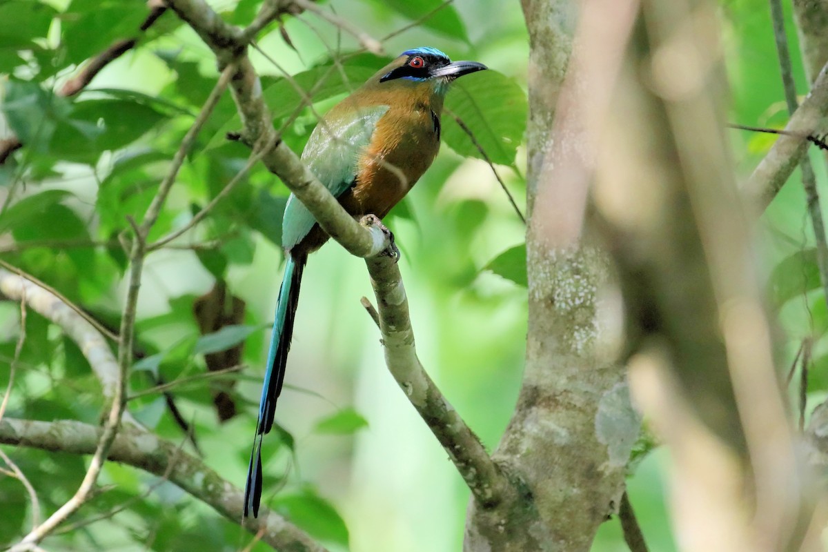 Whooping Motmot - Stan Lilley