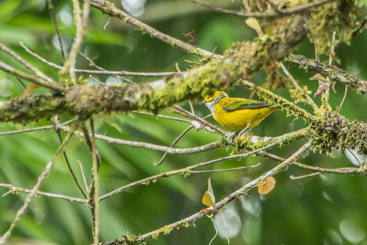Silver-throated Tanager - ML91795591