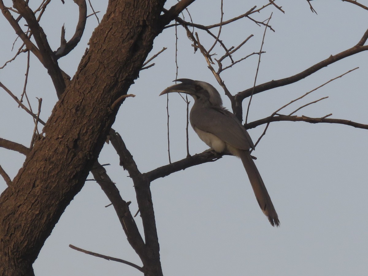Indian Gray Hornbill - ML91799811