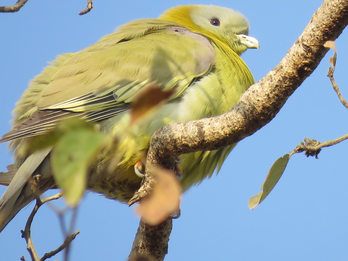 Yellow-footed Green-Pigeon - ML91800621