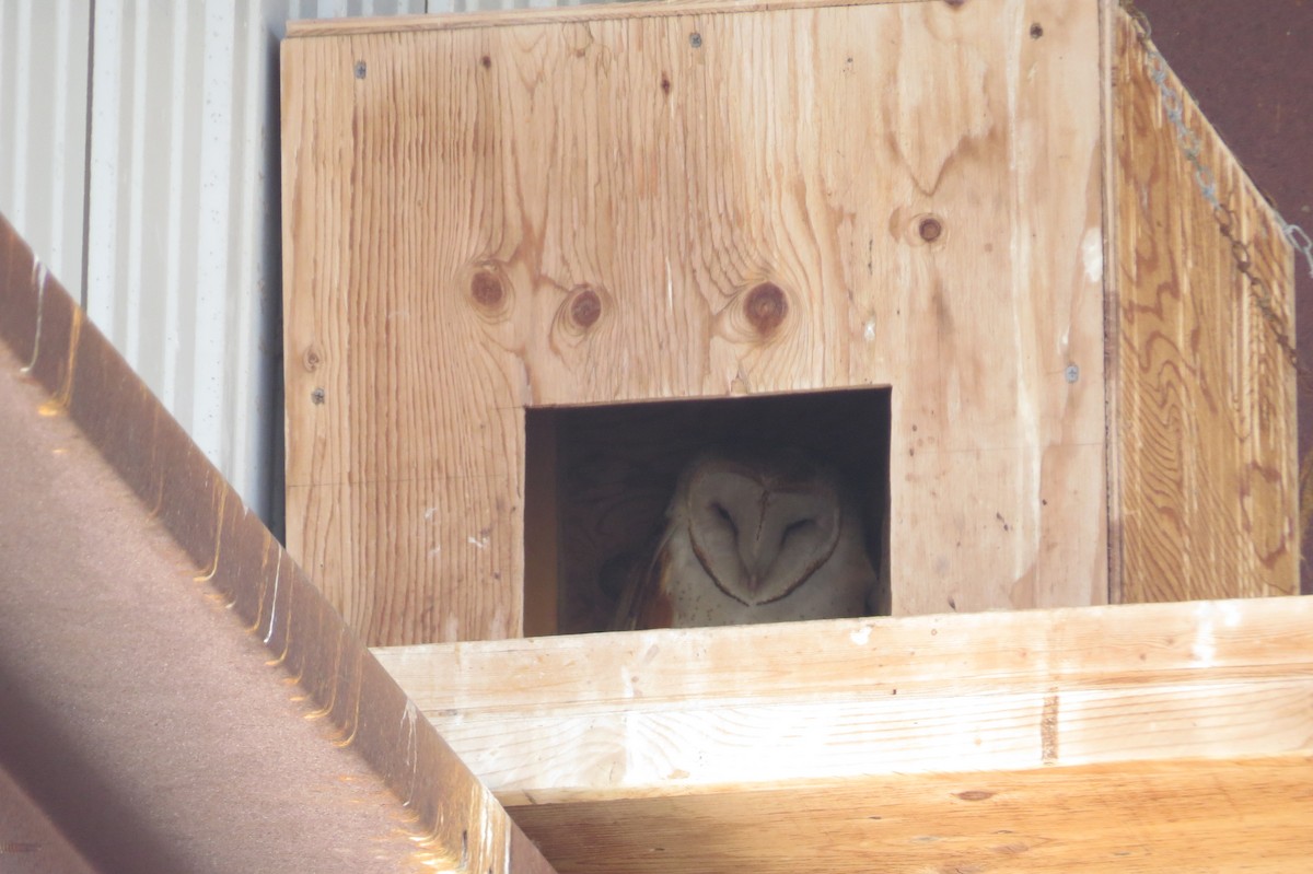 Barn Owl (American) - ML91801671