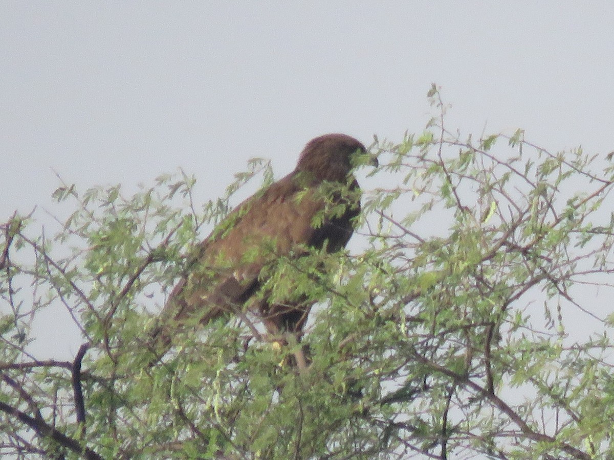 Greater Spotted Eagle - ML91802971