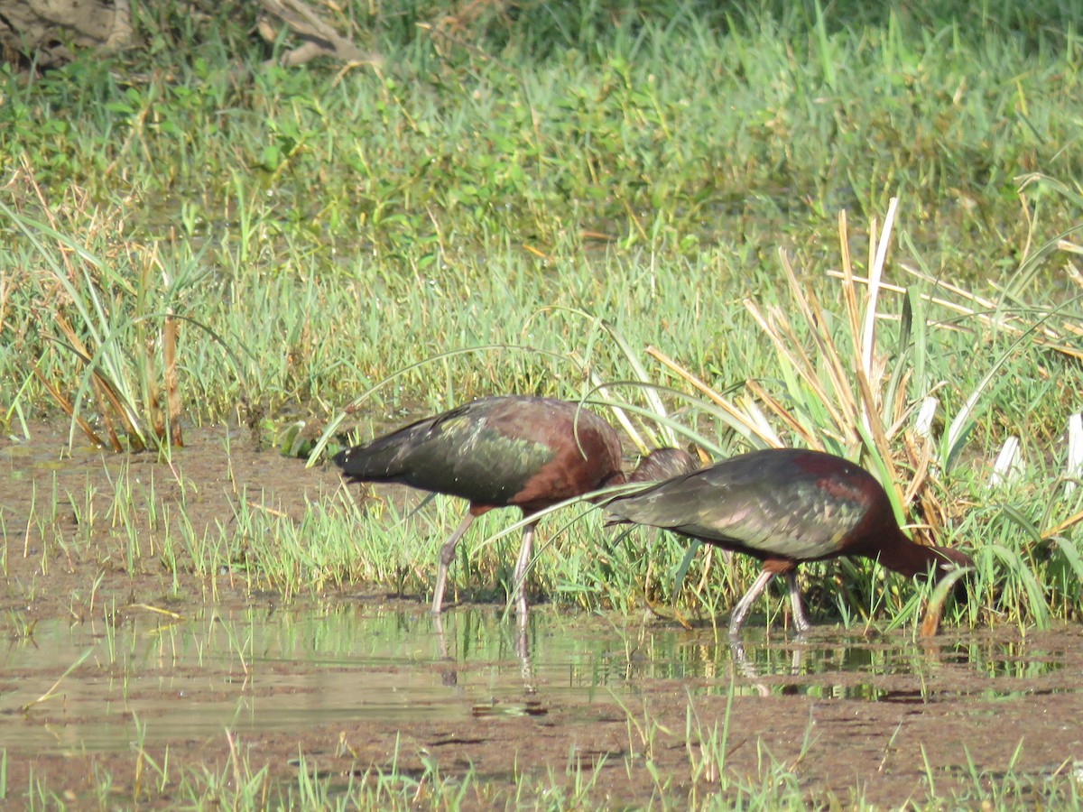 ibis hnědý - ML91803081