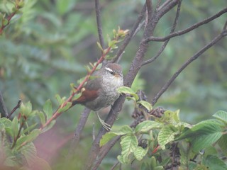  - Line-cheeked Spinetail (Baron's)