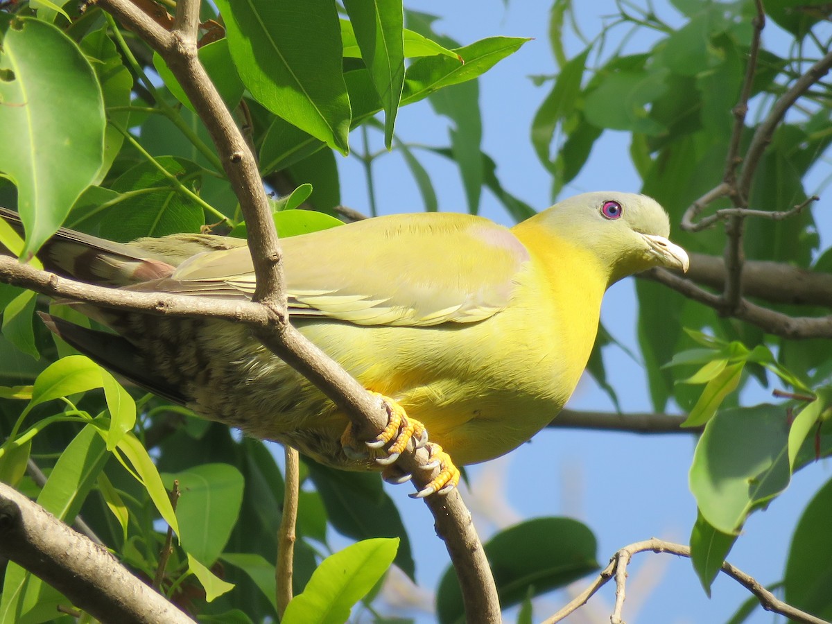 Yellow-footed Green-Pigeon - Sheila Hale