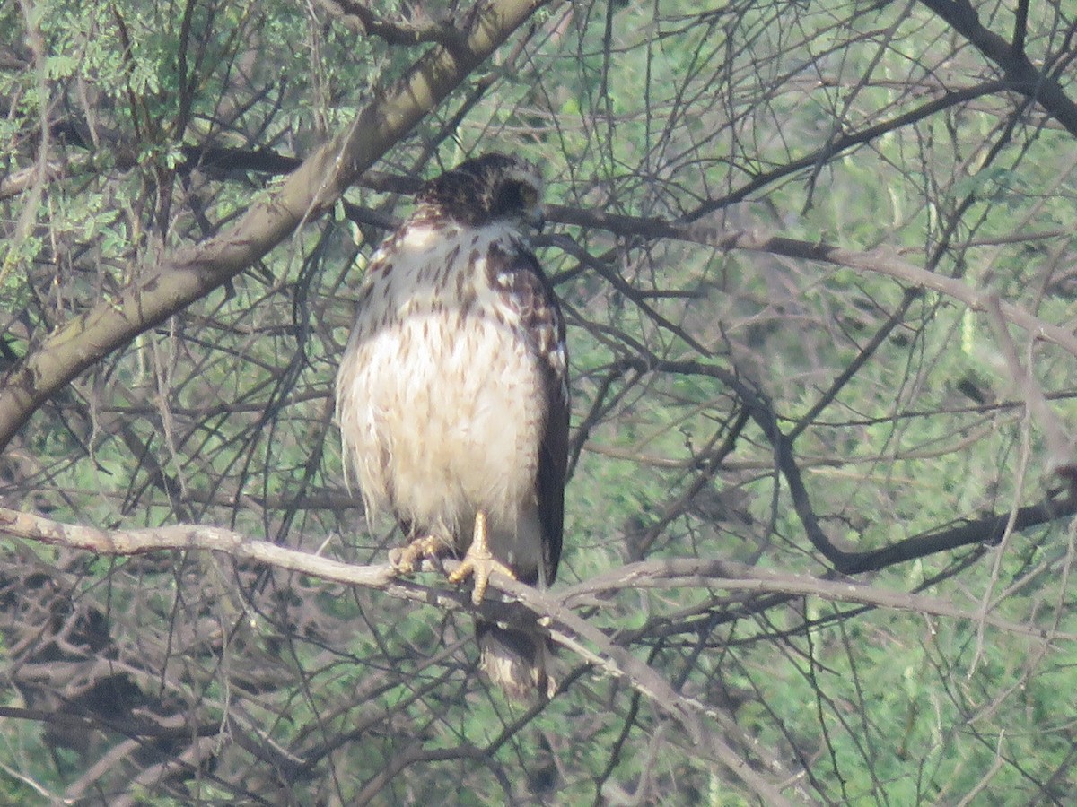 Crested Serpent-Eagle - ML91804321