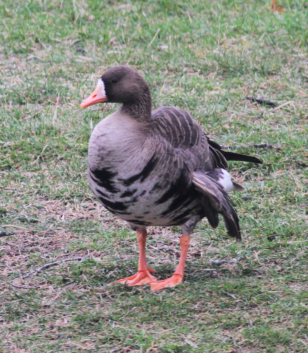 Greater White-fronted Goose - Becky Lutz