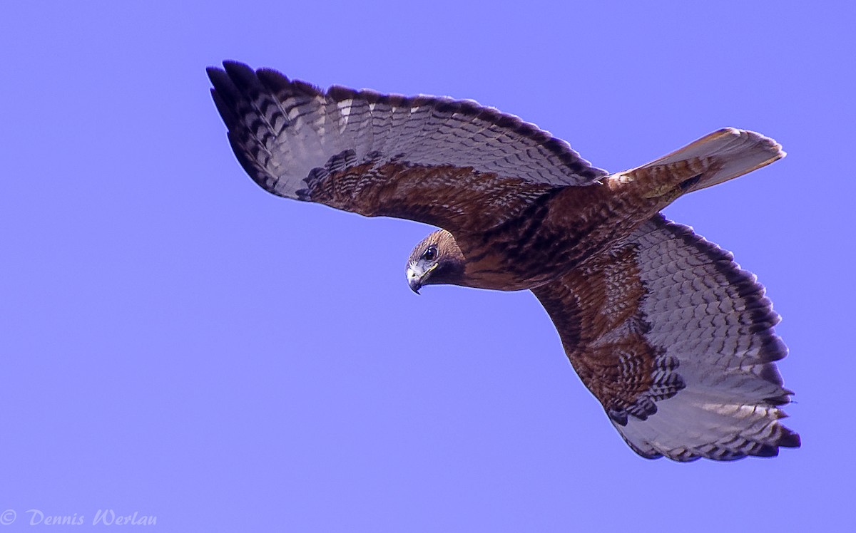 Red-tailed Hawk - Dennis Werlau