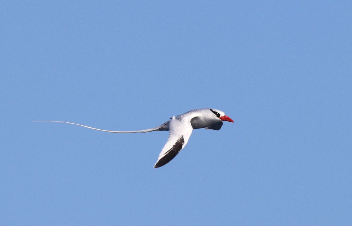Red-billed Tropicbird - Anthony Levesque