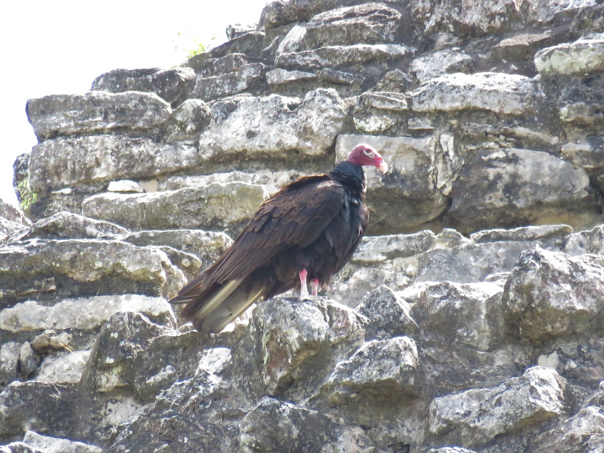 Turkey Vulture - Liette Desfosses