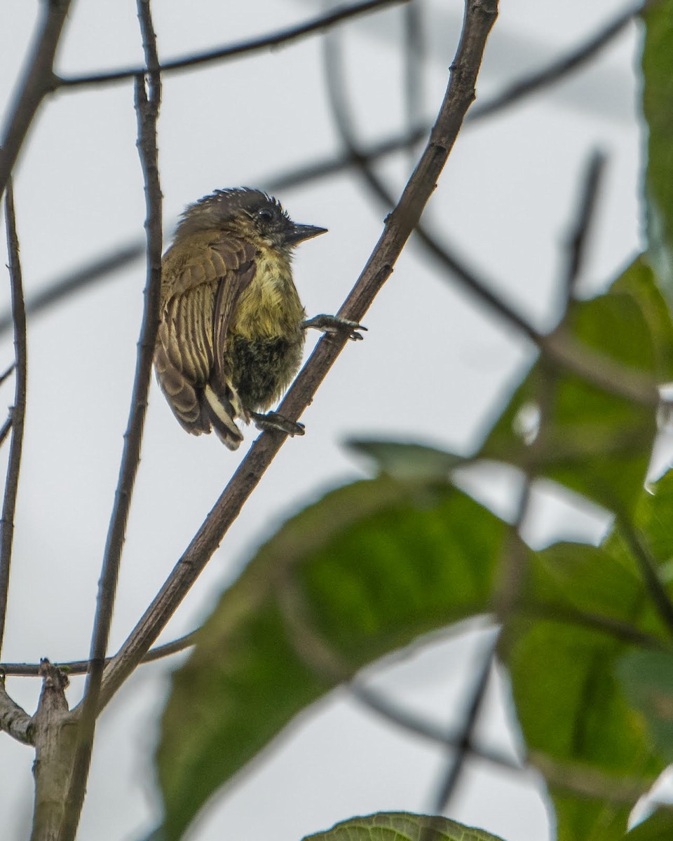 Olivaceous Piculet - ML91805671