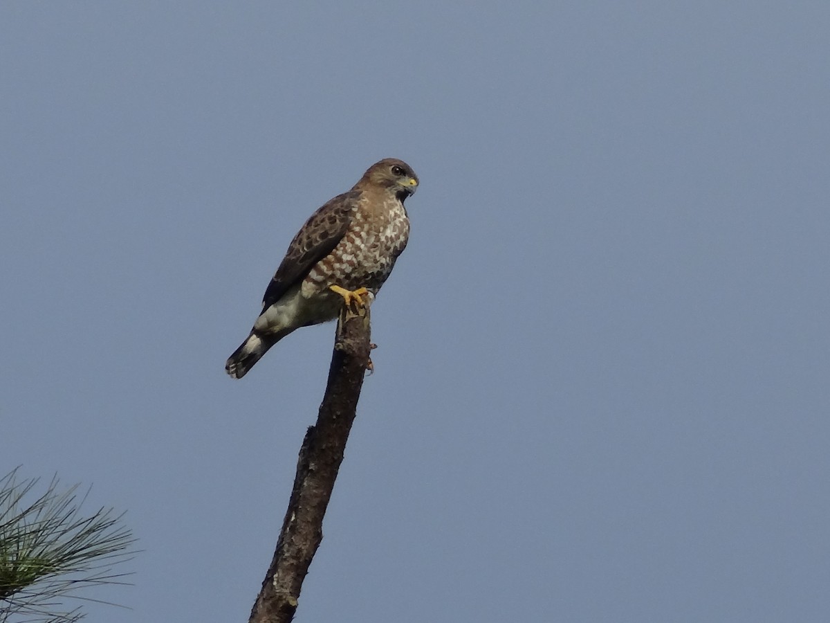 Broad-winged Hawk (Caribbean) - Burke Korol
