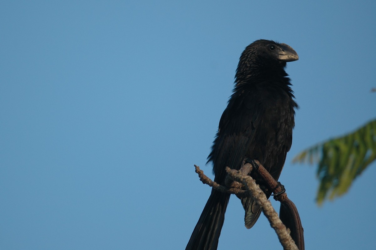 Smooth-billed Ani - Andrew Dobson