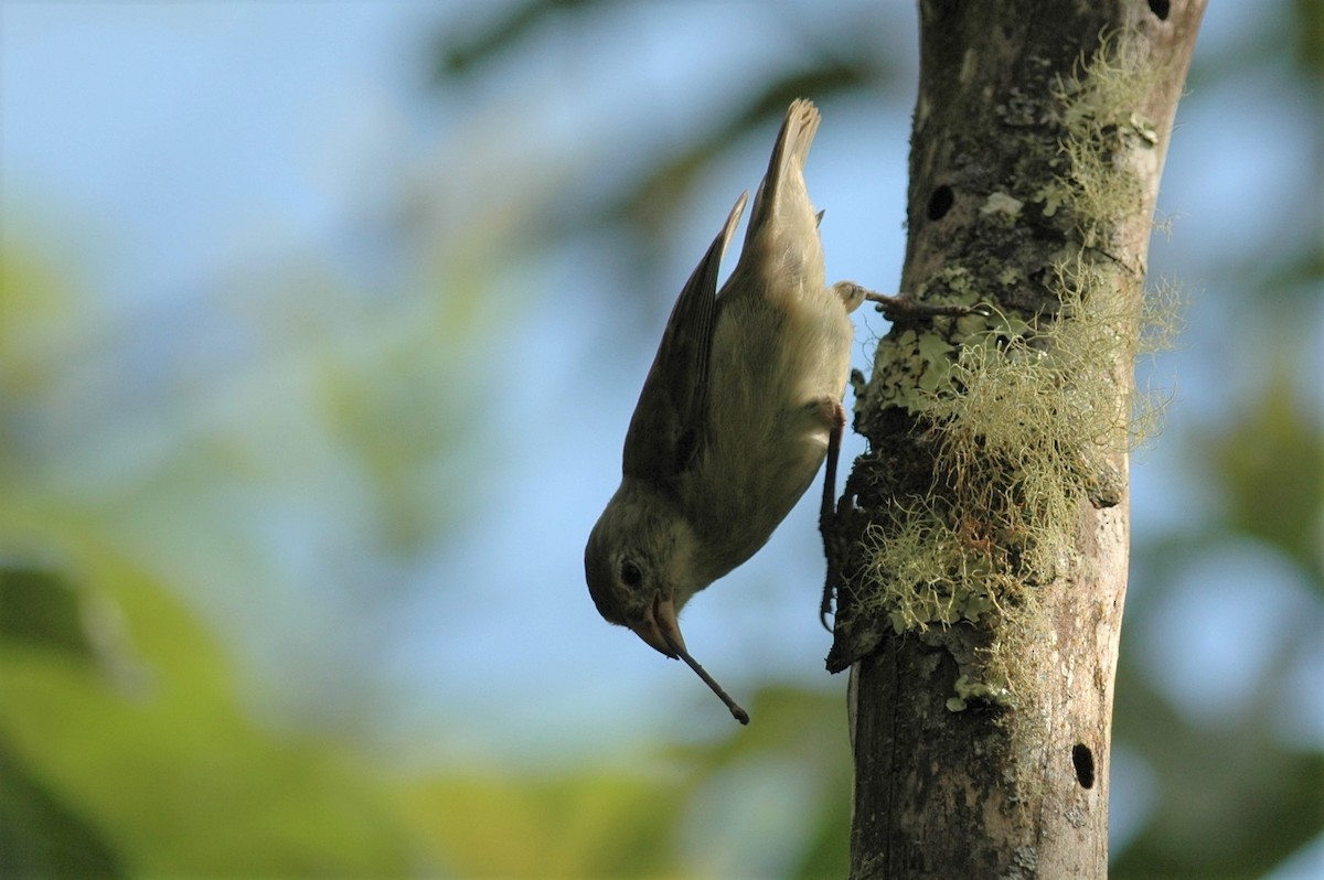 Woodpecker Finch - Andrew Dobson