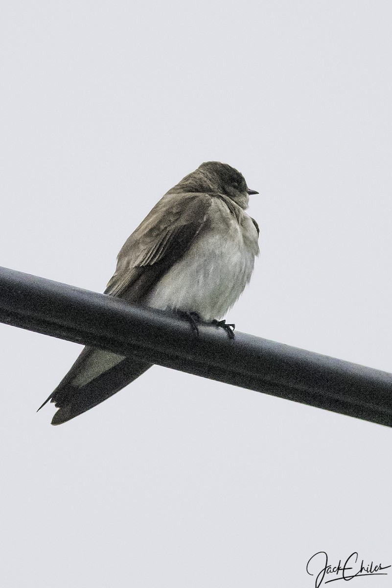 Northern Rough-winged Swallow - Jack Chiles