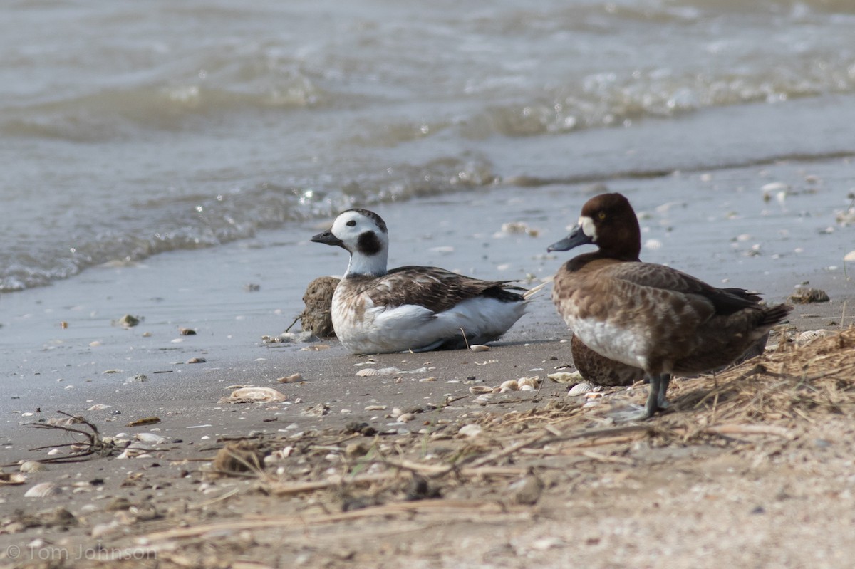Long-tailed Duck - ML91812341