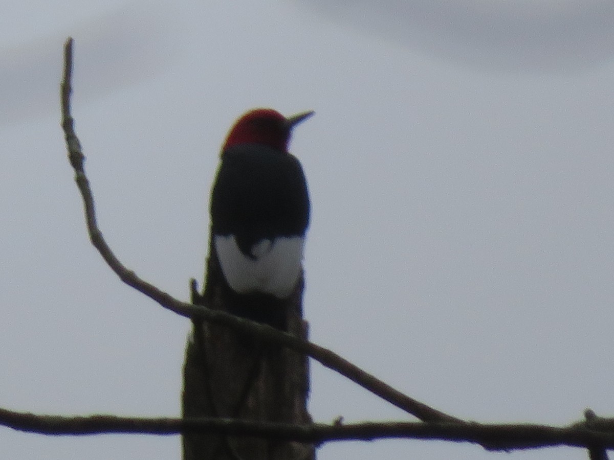 Red-headed Woodpecker - ML91812551
