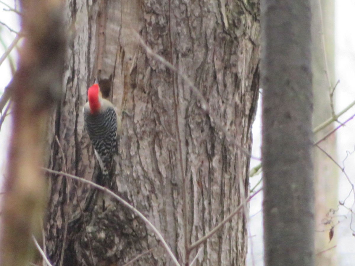 Red-bellied Woodpecker - ML91812681