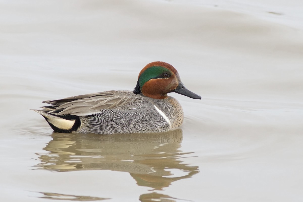 Green-winged Teal - ML91817201