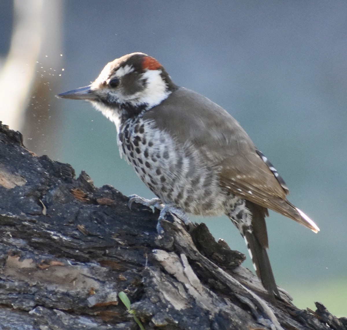 Arizona Woodpecker - John/Linda Mendoza