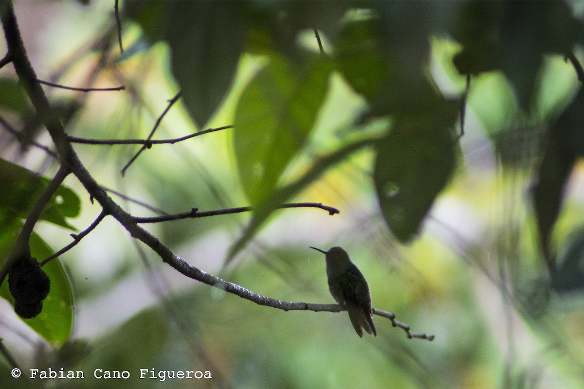 Green-bellied Hummingbird - Fabian Cano IG @birdink.travel