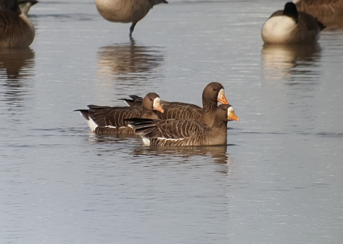 Greater White-fronted Goose - Ted Down