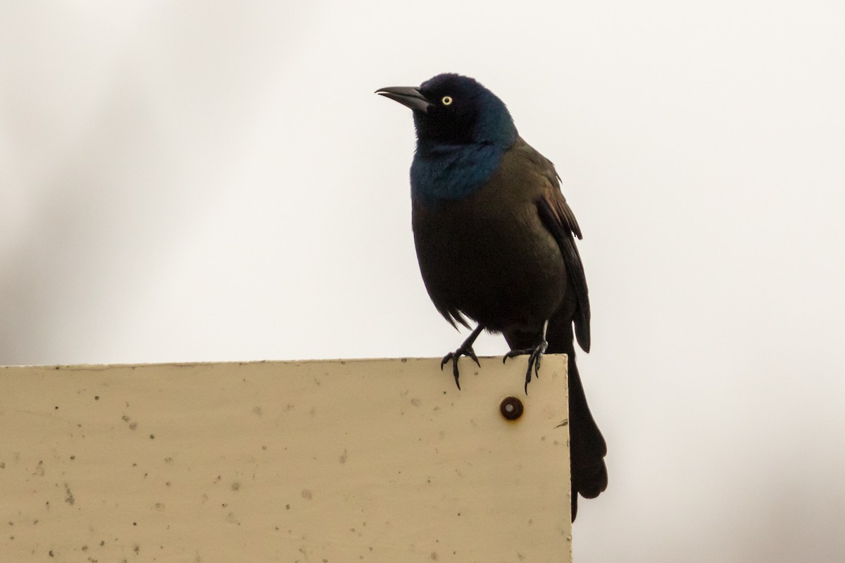 Common Grackle - Kyle Blaney