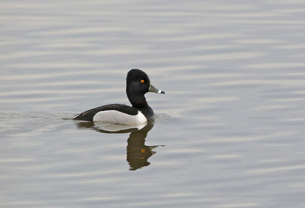 Ring-necked Duck - Jay Gilliam