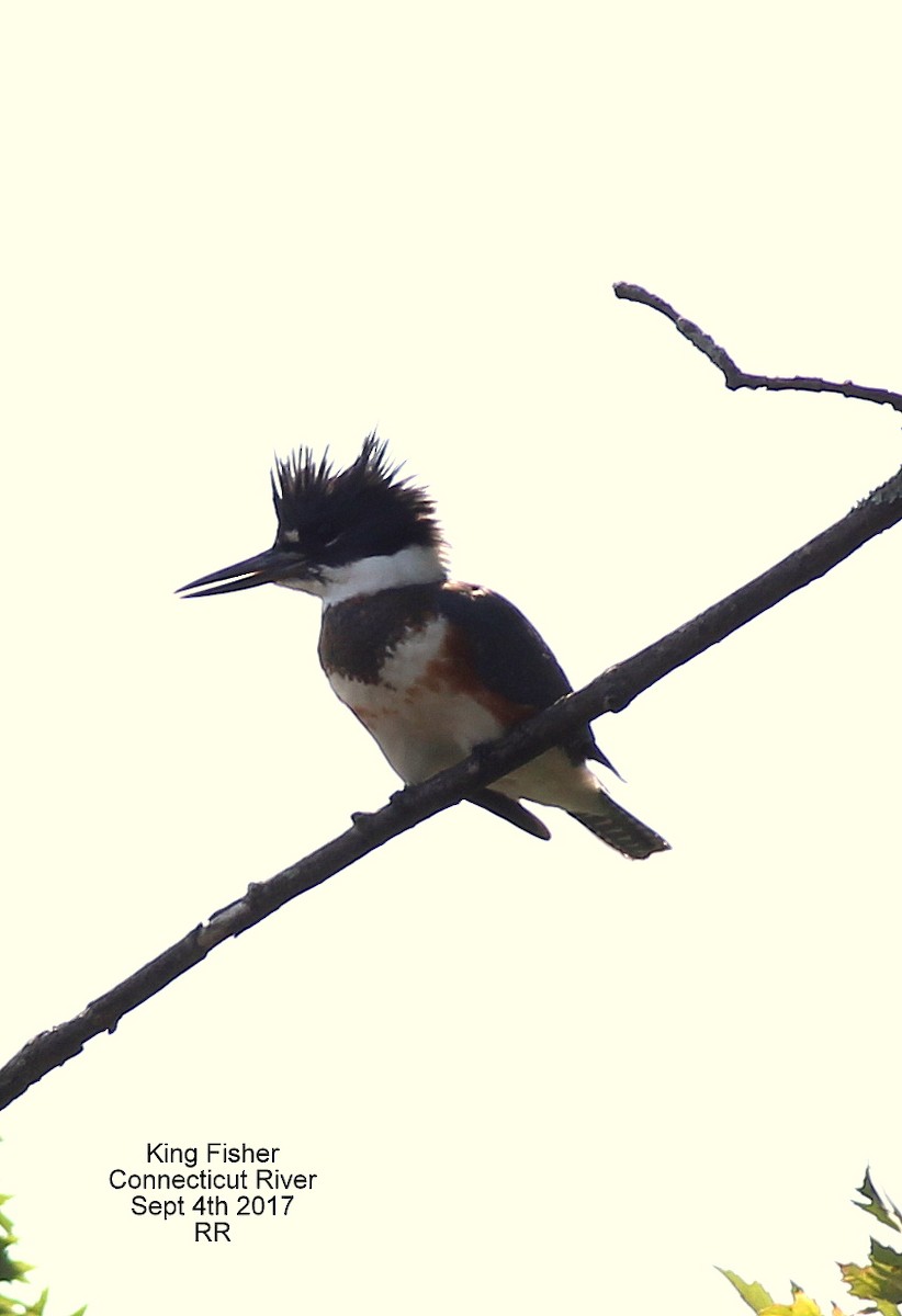 Belted Kingfisher - Rocky Rhoads