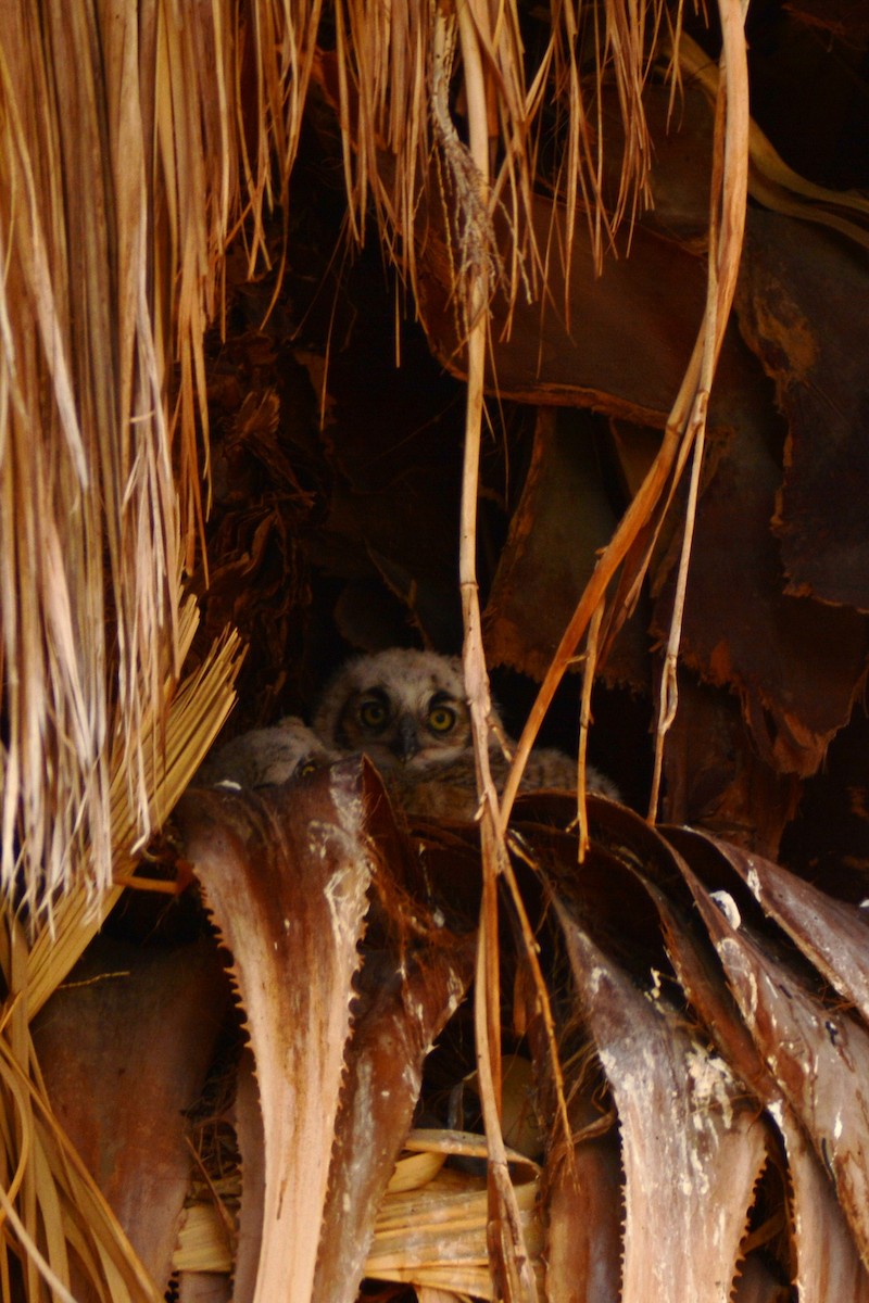 Great Horned Owl - ML91832261