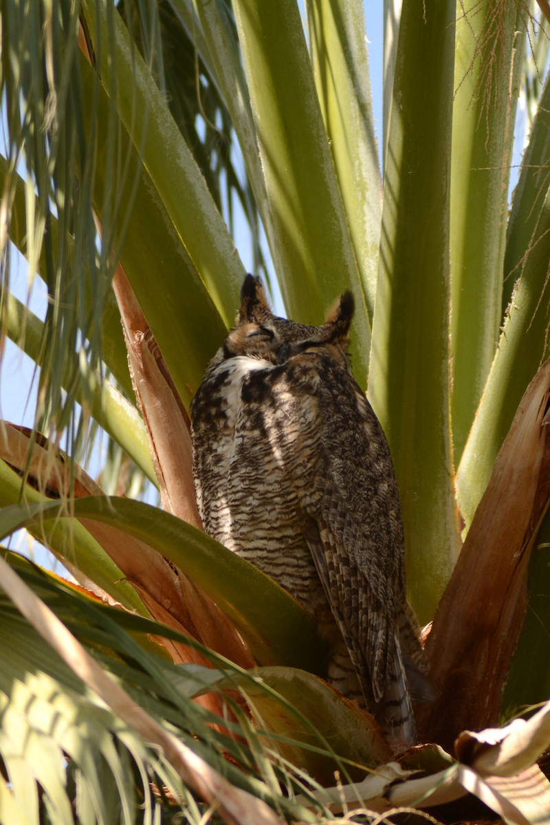 Great Horned Owl - ML91832281