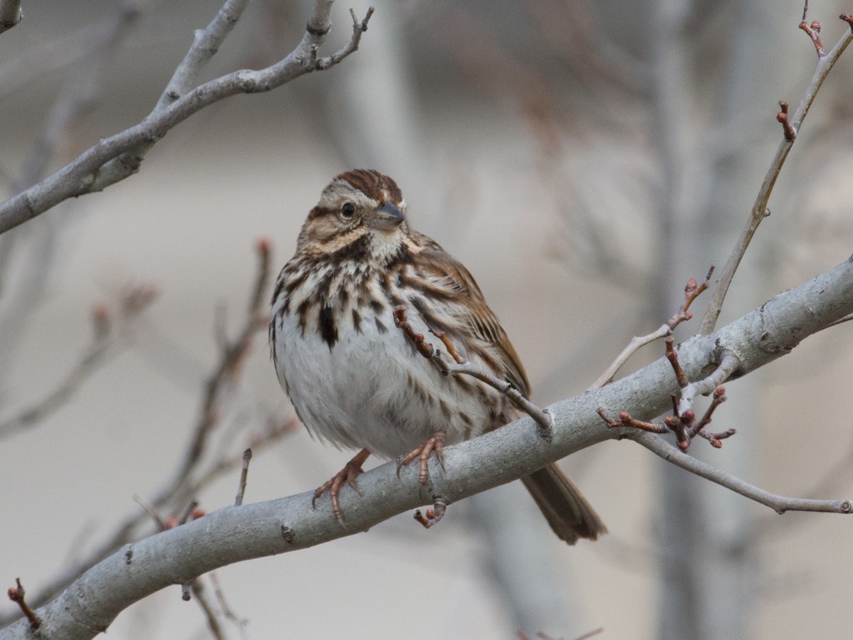 Song Sparrow - T I