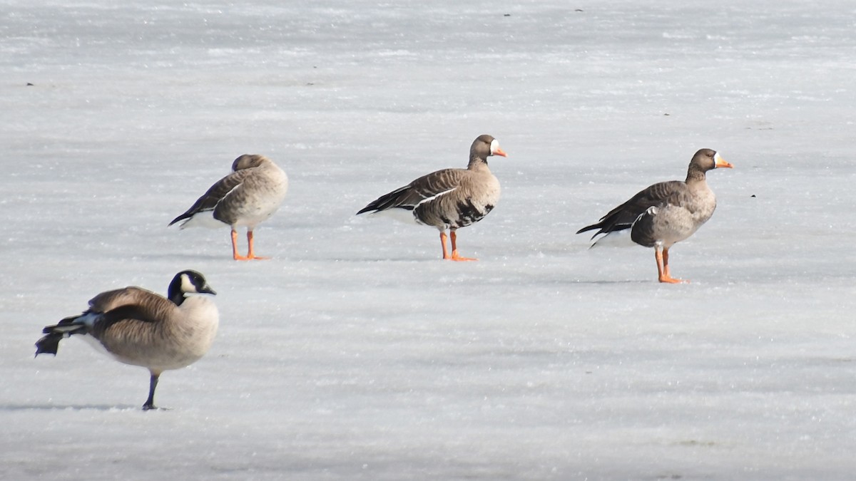 Greater White-fronted Goose - ML91838121