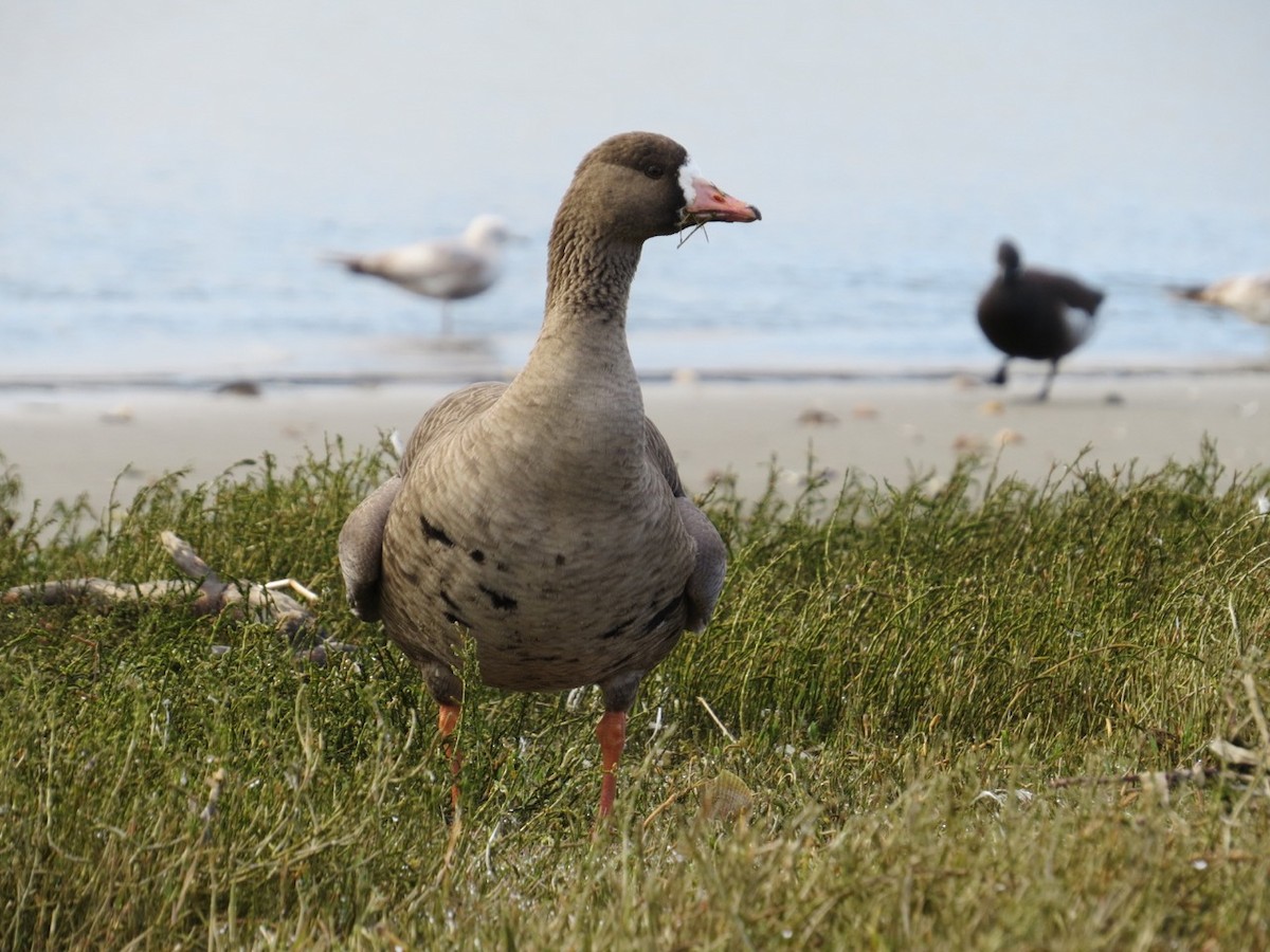 Greater White-fronted Goose - ML91839401