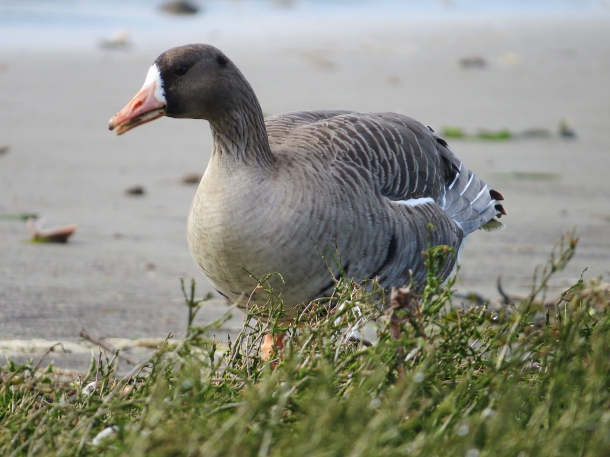 Greater White-fronted Goose - ML91839411