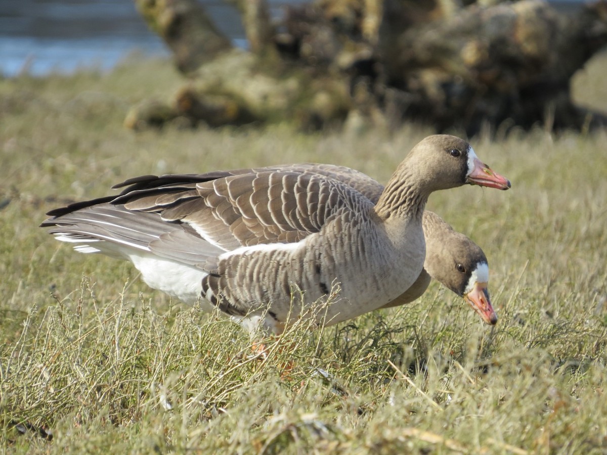 Greater White-fronted Goose - ML91839431