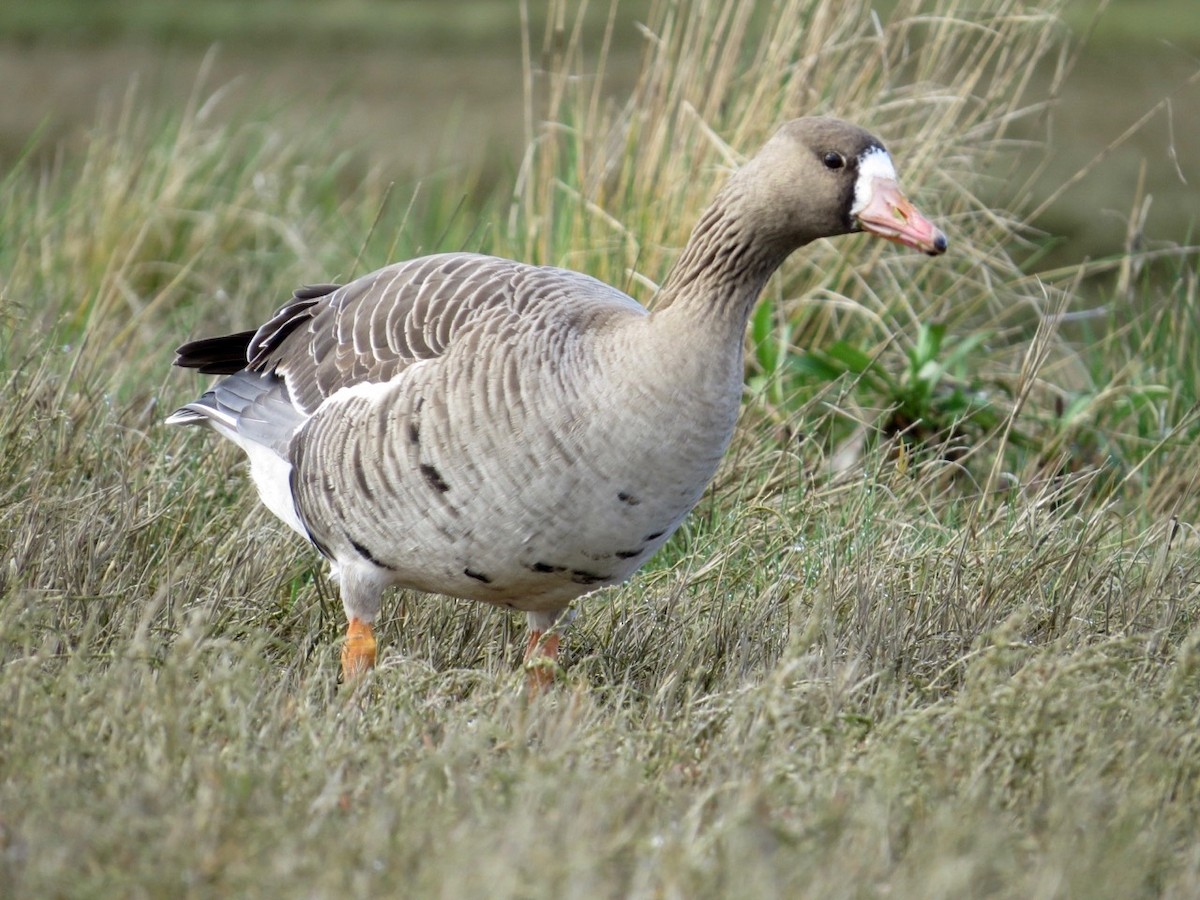 Greater White-fronted Goose - ML91839451
