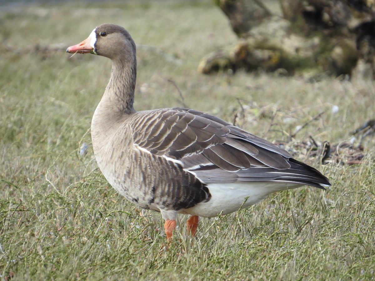 Greater White-fronted Goose - ML91839461