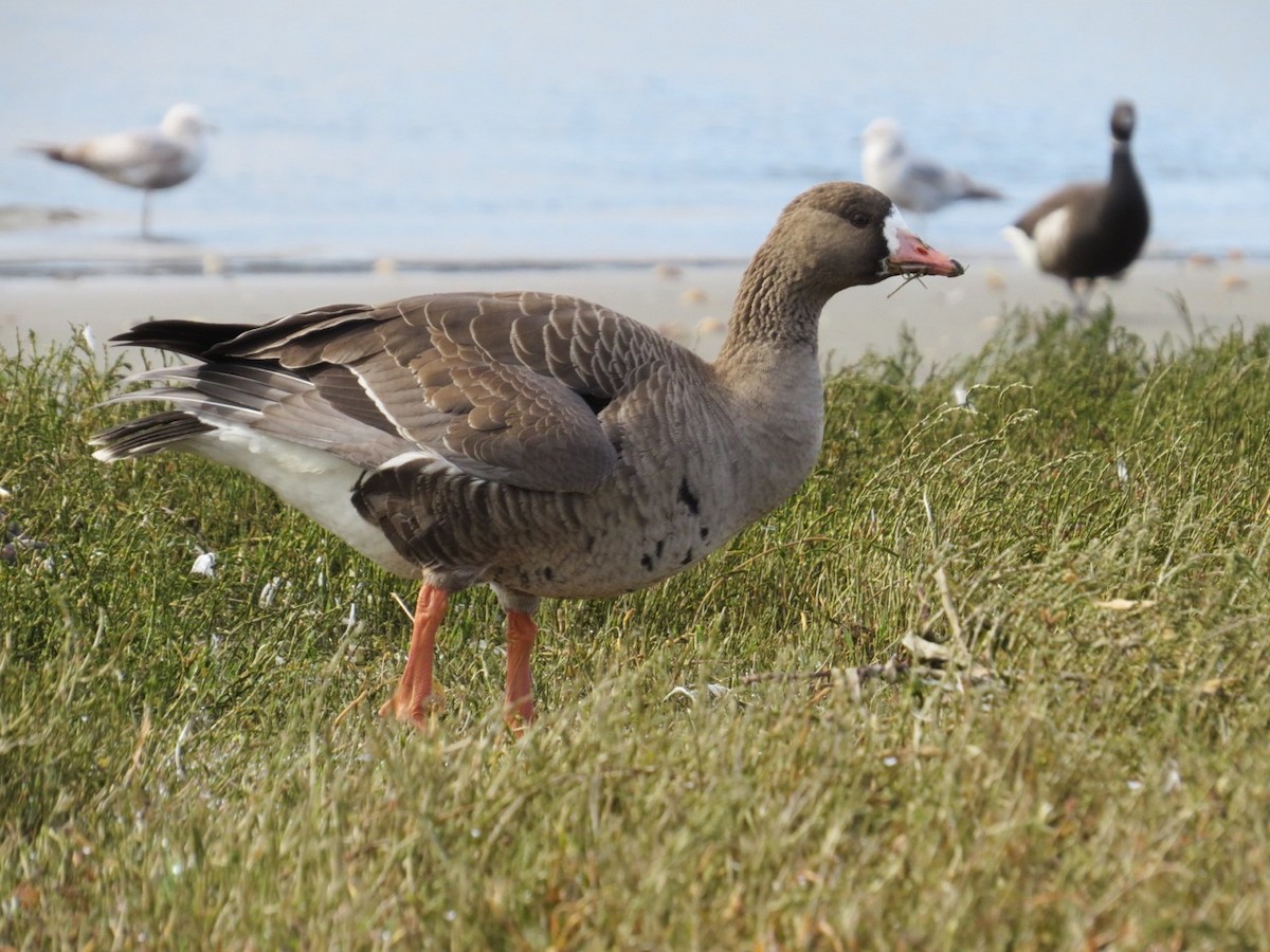 Greater White-fronted Goose - ML91839471