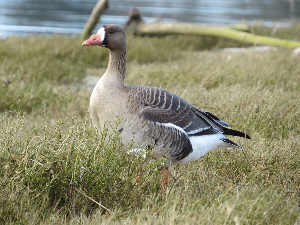 Greater White-fronted Goose - ML91839481