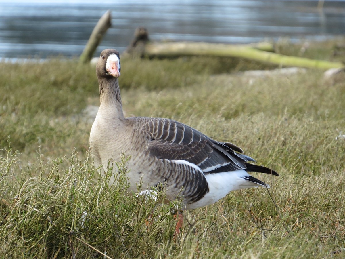 Greater White-fronted Goose - ML91839491