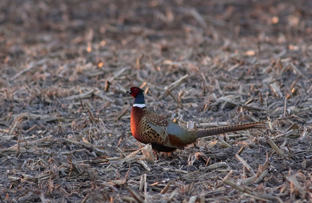 Ring-necked Pheasant - Phillip Odum