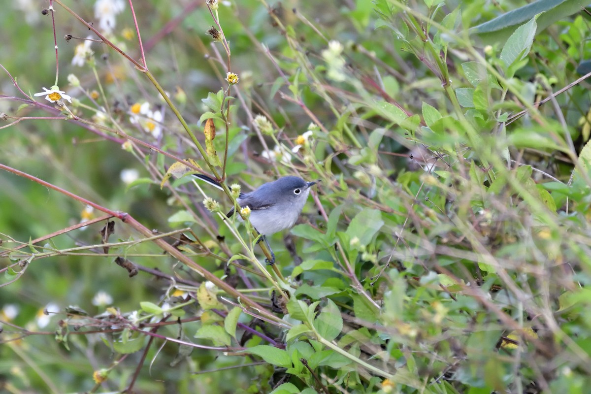 Blue-gray Gnatcatcher (Cozumel) - ML91840621
