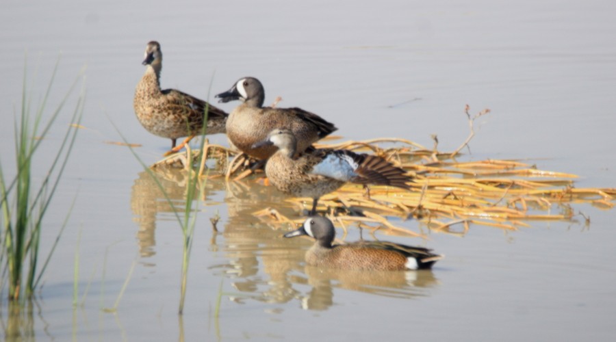 Blue-winged Teal - ML91840951