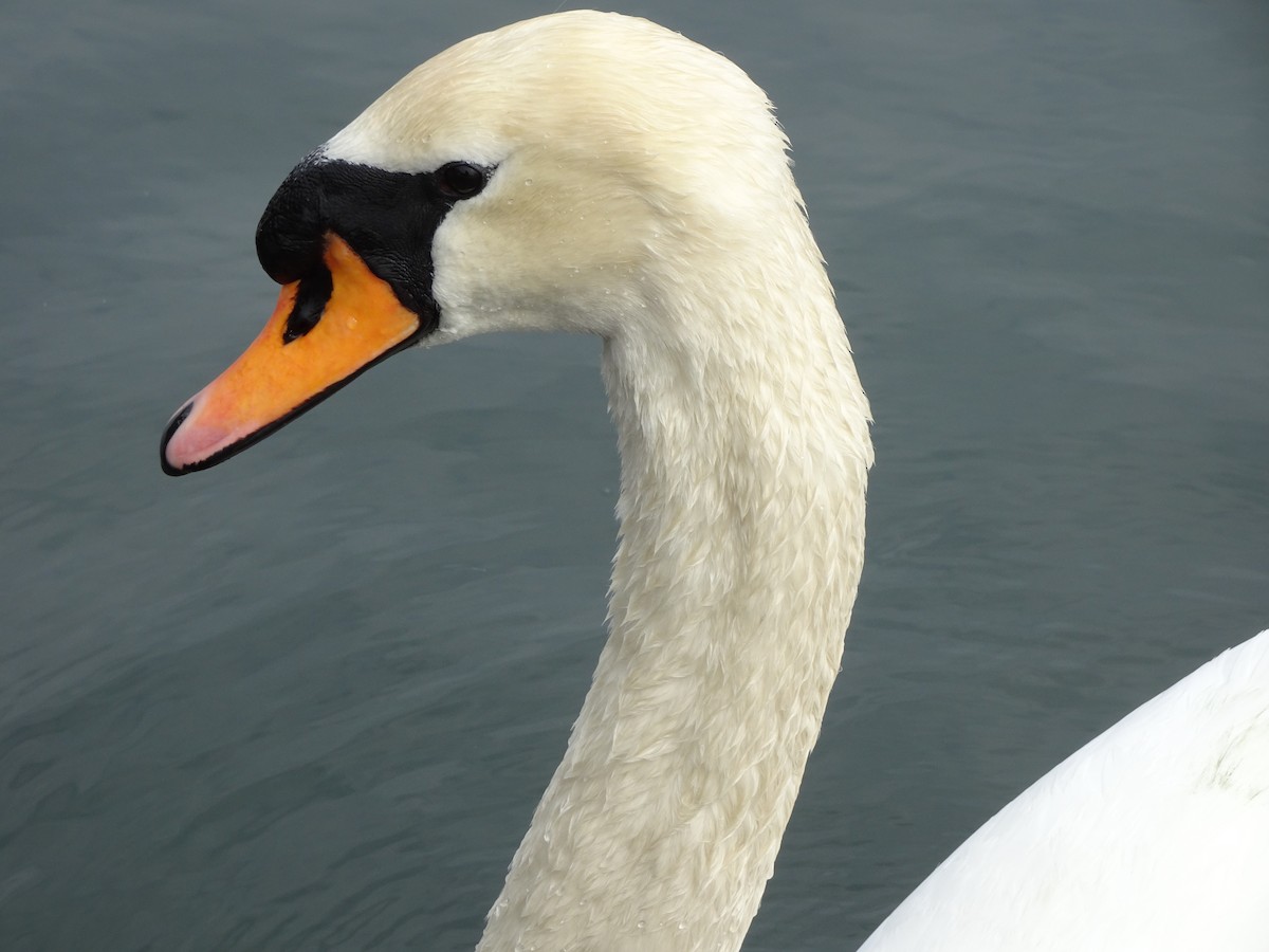 Mute Swan - Thomas Ouchterlony
