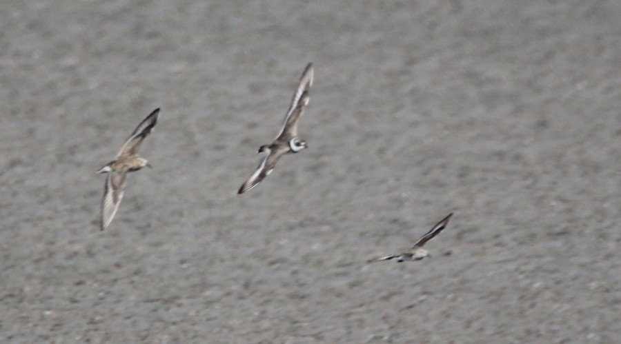 Semipalmated Plover - ML91842821