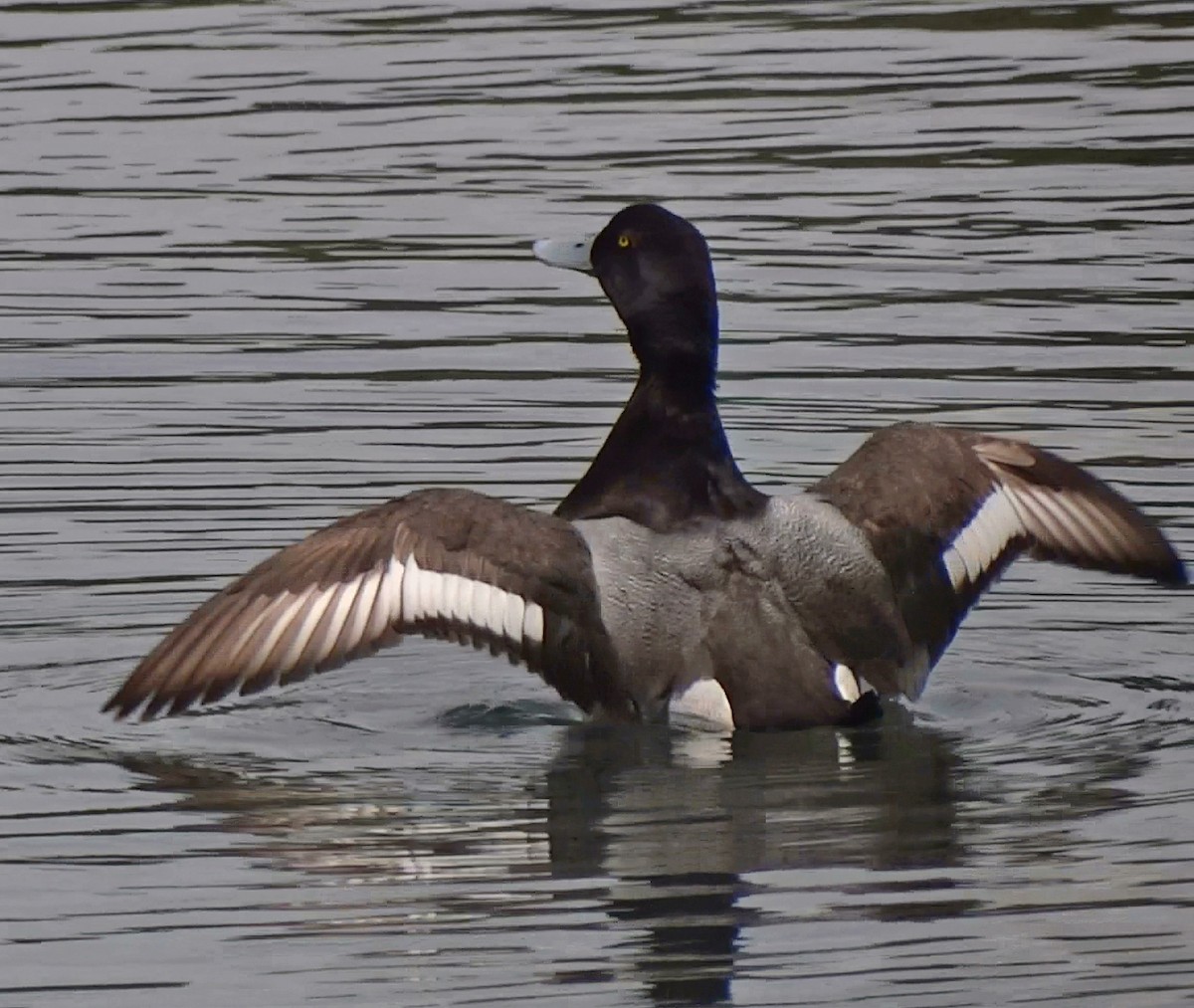 Greater Scaup - ML91843251