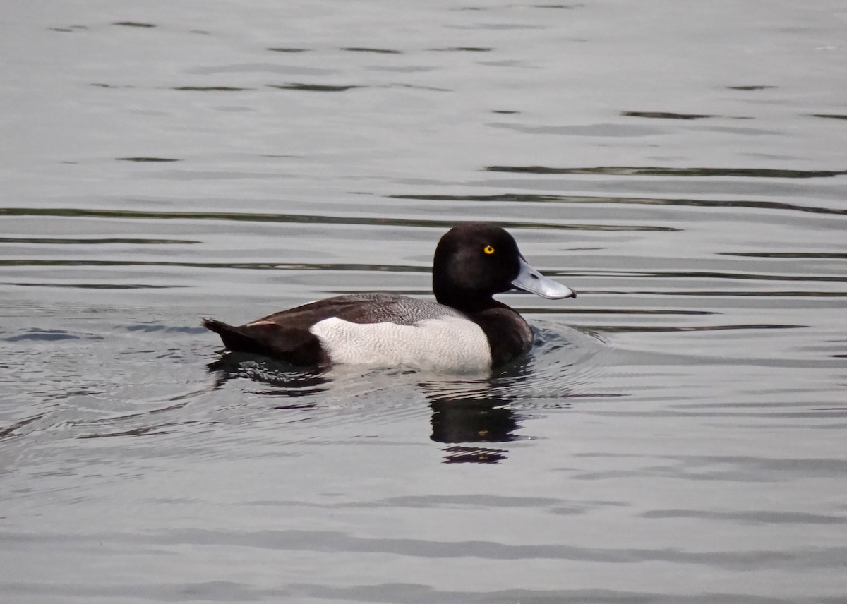 Greater Scaup - ML91843311